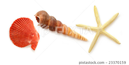 Collection of sea shells and star Collection of sea shells and star 23370159