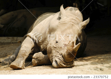 Rhinoceros Rhinoceros 23370752