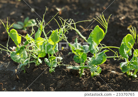 Growing pea seedlings 23370765