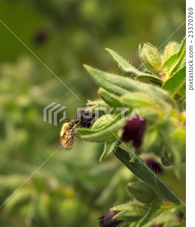 Feeding bee-fly Feeding bee-fly 23370769