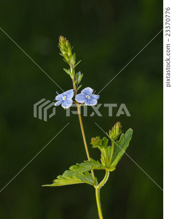 Speedwell flower 23370776