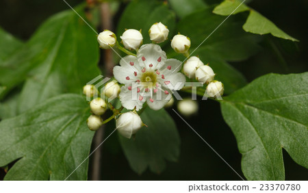 First flower of whitethorn First flower of whitethorn 23370780