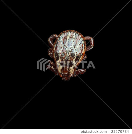 Ornate adult tick Ornate adult tick 23370784