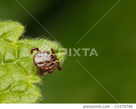 Tick waiting for host 23370786