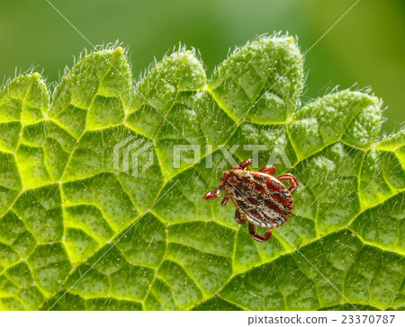 Tick crawling on leaf 23370787