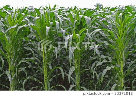 High corn crops on a row. High corn crops on a row. 23371018