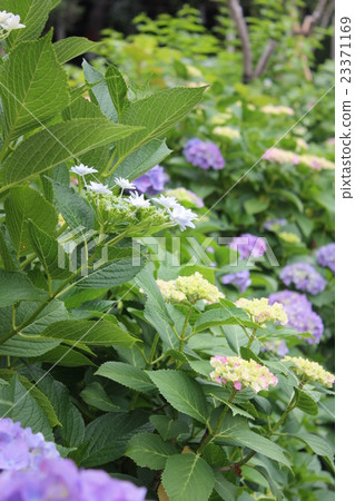 hydrangea hydrangea 23371169