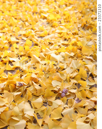 Gingko yellow leaf Gingko yellow leaf 23371310