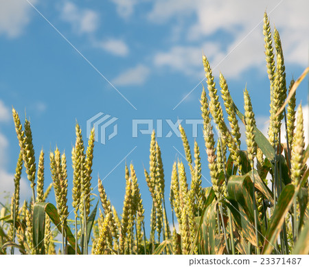 wheat field 23371487