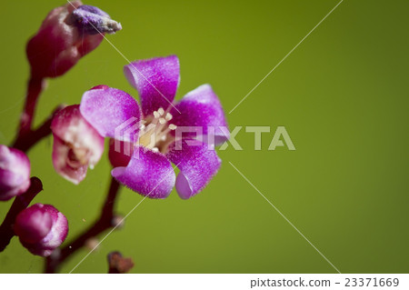 Carambola Blossom 23371669