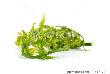 Vegetable fern on white background. Vegetable fern on white background. 23371712