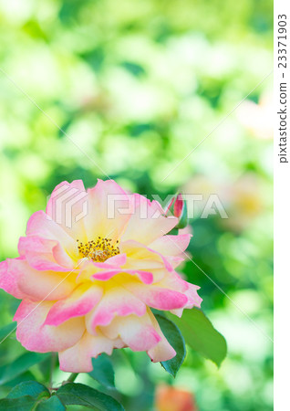 Rose of Anne Rose of Anne 23371903