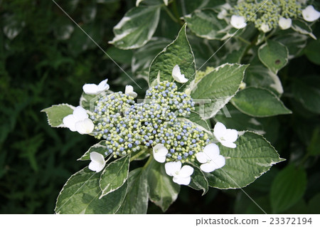 Hydrangea 23372194
