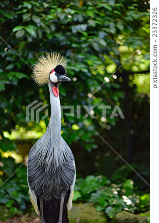 白冠鶴 23372326