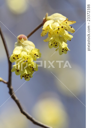 Toshi sickle Toshi sickle 23372386