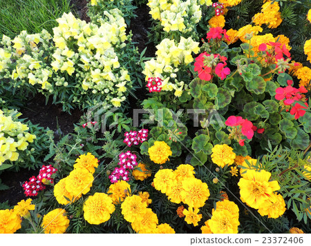 Blooming flower Blooming flower 23372406