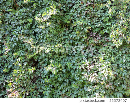 Parthenocissus quinquefolia, or grapes Virginia Parthenocissus quinquefolia, or grapes Virginia 23372407