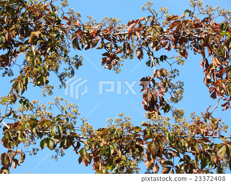 Parthenocissus quinquefolia, or grapes Virginia Parthenocissus quinquefolia, or grapes Virginia 23372408