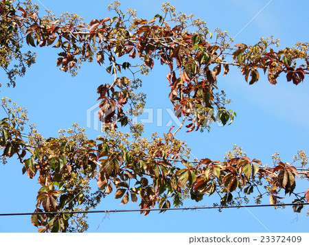 Parthenocissus quinquefolia, or grapes Virginia 23372409