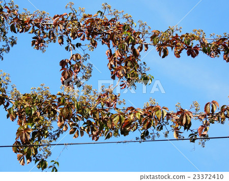 Parthenocissus quinquefolia, or grapes Virginia Parthenocissus quinquefolia, or grapes Virginia 23372410