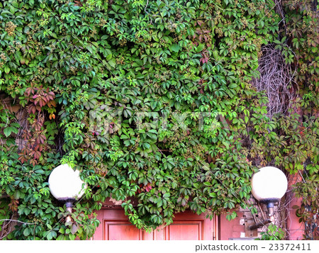 Parthenocissus quinquefolia, or grapes Virginia Parthenocissus quinquefolia, or grapes Virginia 23372411