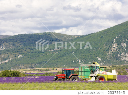 lavender harvest, Alpes-de-Haute-Provence, France 23372645
