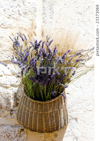 bunch of lavenders, Aiguines, Provence, France bunch of lavenders, Aiguines, Provence, France 23373068