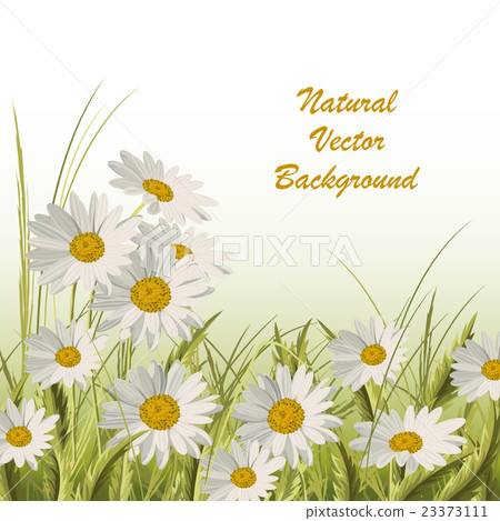 Nature background with green grass and daisies Nature background with green grass and daisies 23373111