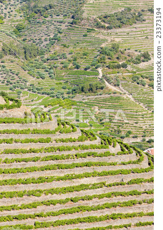 vineyars in Douro Valley, Portugal 23373194