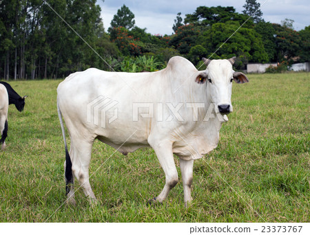 brazilian cows on a pasture 23373767