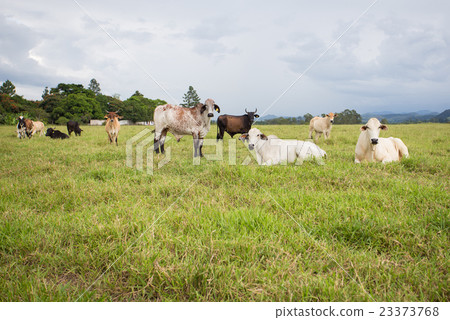 brazilian cows on a pasture 23373768