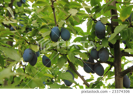 blue plums tree 23374306