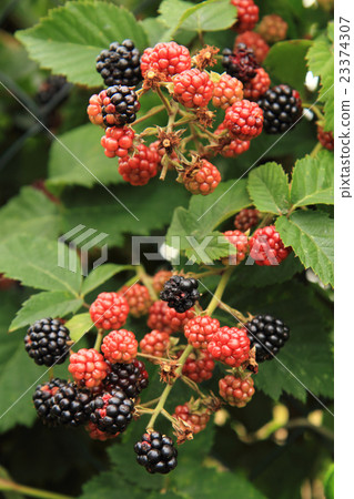 detail of blackberries plant 23374307