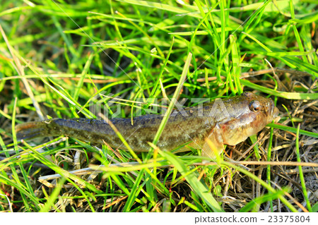Gobio gobio caught lies in the grass Gobio gobio caught lies in the grass 23375804
