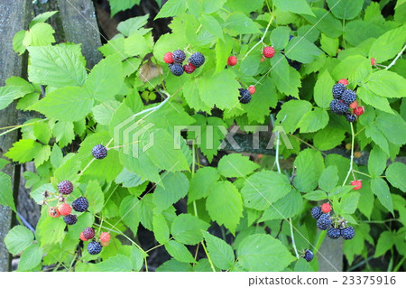 black raspberry on the bush black raspberry on the bush 23375916