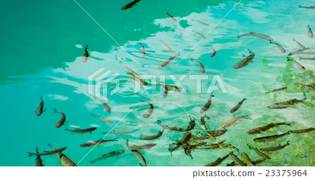 A photo of fishes swimming in a lake, national A photo of fishes swimming in a lake, national 23375964