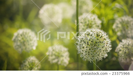 Beautiful White Allium circular globe shaped Beautiful White Allium circular globe shaped 23375966