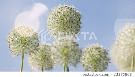 White Allium circular globe shaped flowers blow in White Allium circular globe shaped flowers blow in 23375968