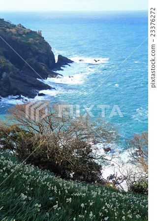 Daffodils on the Echizen coast 02 23376272