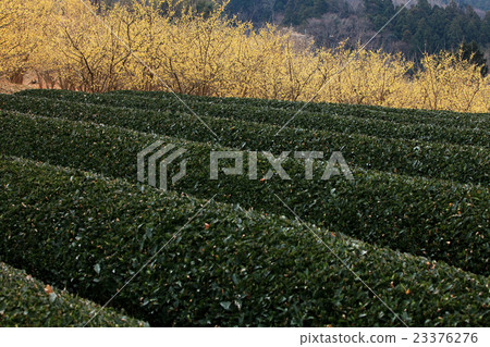 Wax plum flower 03 Wax plum flower 03 23376276