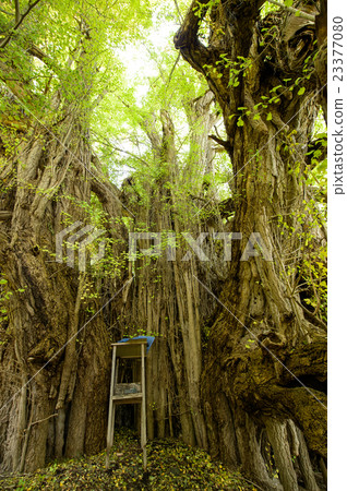 Japan's largest ginkgo Aomori prefecture 23377080