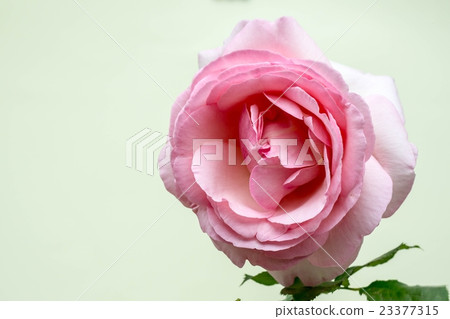 Roses «St. Swizzan» Roses «St. Swizzan» 23377315