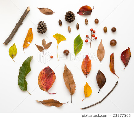 Set of fallen leaves and nuts 23377565