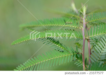 Kawaratetsu沒有葉子 23377577