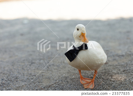 叫在公園使用的鴨子黑領帶 23377835