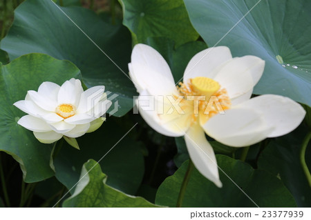 蓮花 蓮花 23377939