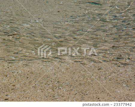 一群在海灘的幼小魚 一群在海灘的幼小魚 23377942