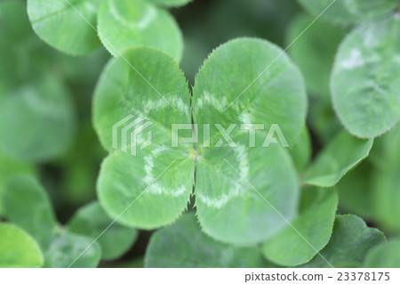 four Leaf Clover  23378175
