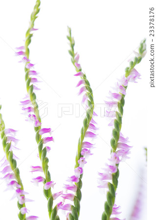 White back screw burner 23378176