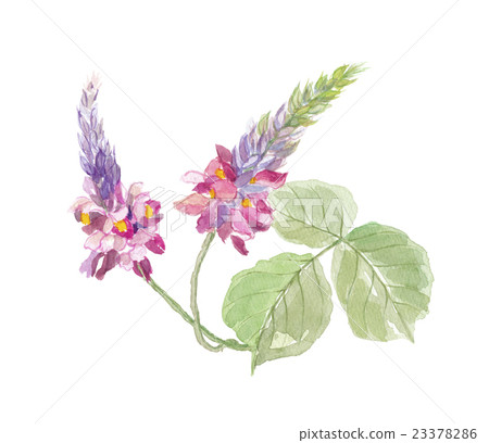 Kudzu scraps 23378286